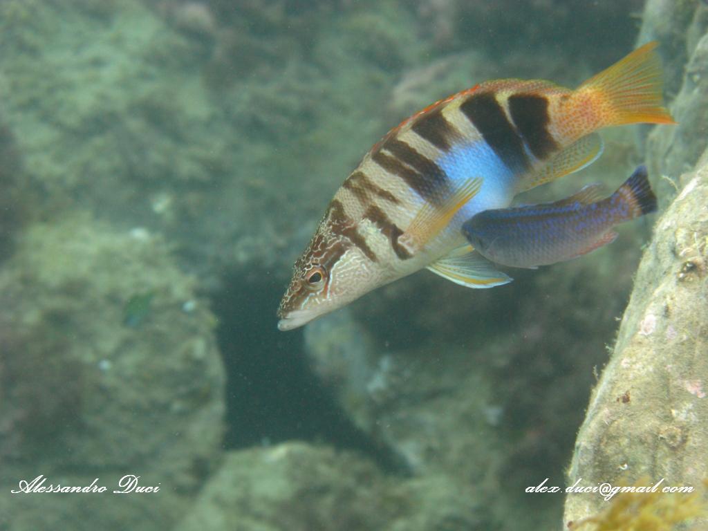 Corvina alla stazione di pulizia